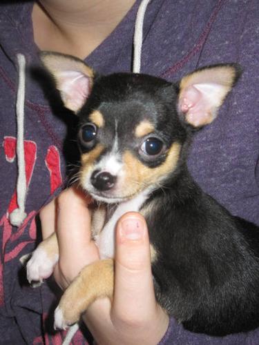 Chihuahua's for Sale