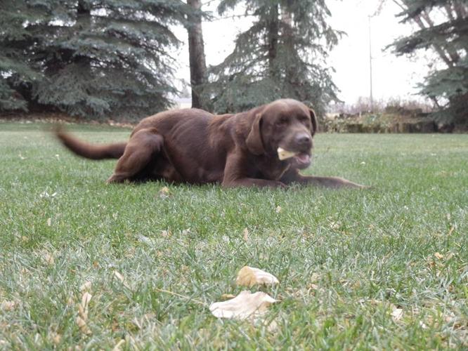 chocolate lab male and female