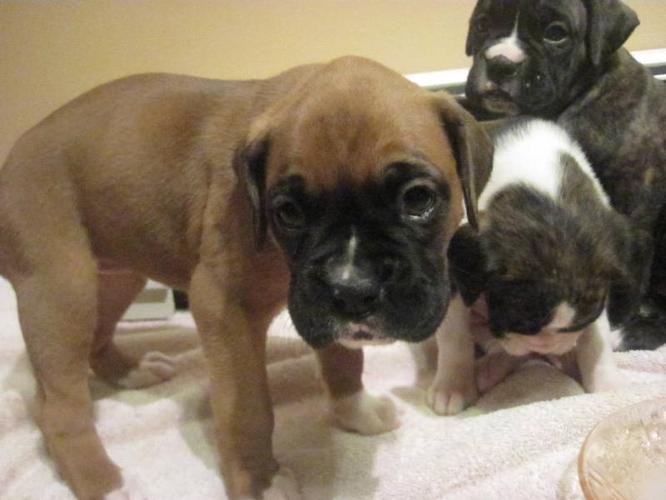 CKC Registered Boxer Puppies