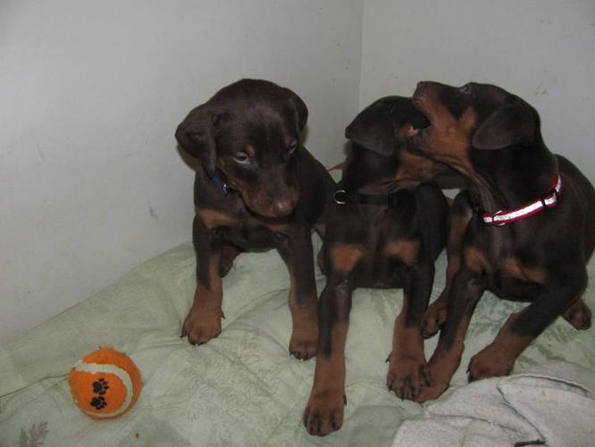 CKC Registered Doberman puppies