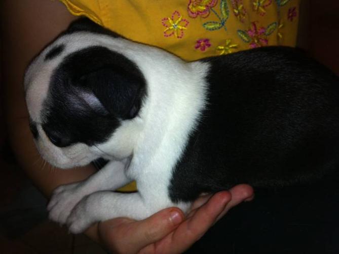 CKC Registered Male Boston Terrier Puppy for sale in