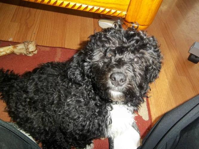 Cute and Cuddley ShihPoo wants a Family !!!