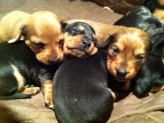 Dachshund Puppies For Sale (5 Little Puppies)