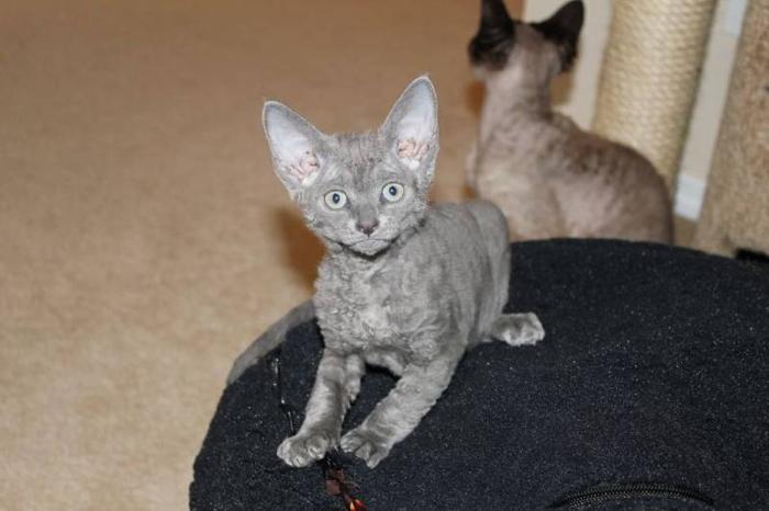 Devon Rex Kittens for Sale!
