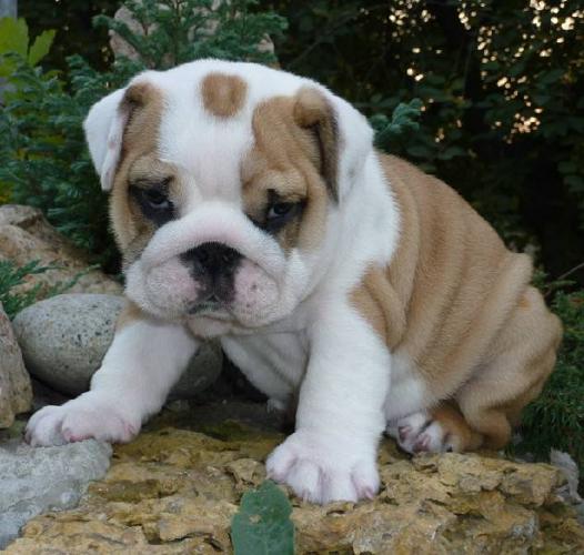 25 Top Photos Gray English Bulldog Puppies For Sale