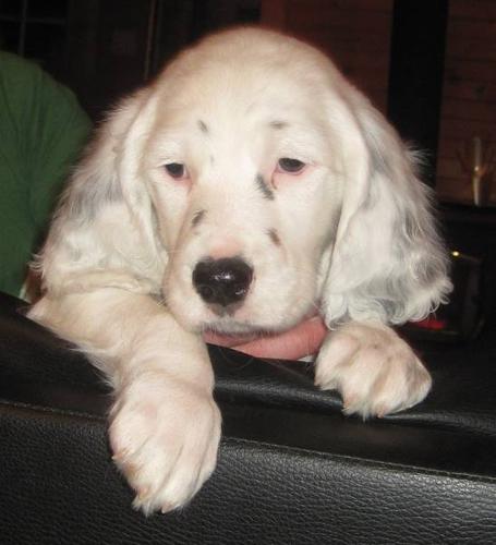 English Setter Puppies - Ready To Go - Last One for sale ...