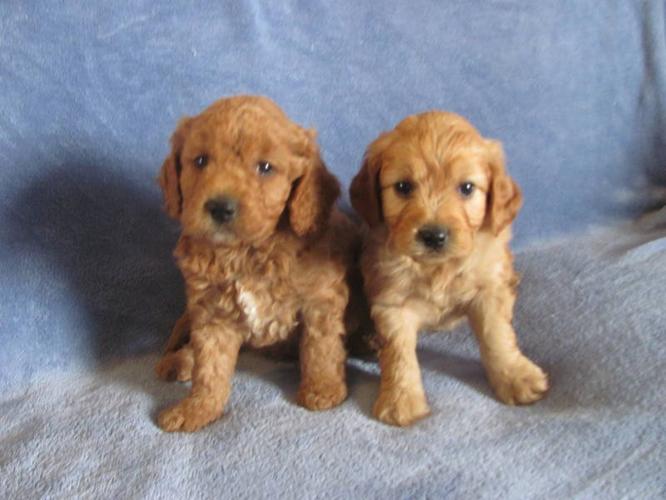 F2 **MINIATURE** Goldendoodles **READY TO GO** for sale in Mitchell
