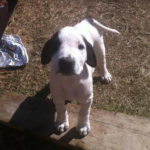 Female Great Pyrenees x with Great Dane puppy