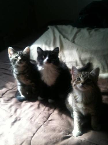 Friendly Loveable Kittens Looking for their Forever Homes