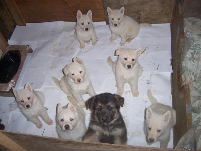 German Shepherd Puppies For Sale In Exeter Ontario Nice Pets Online