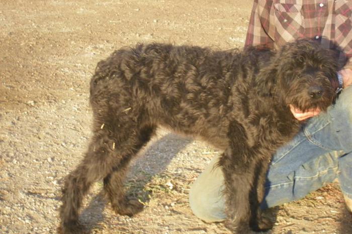Giant Schnoodle pups