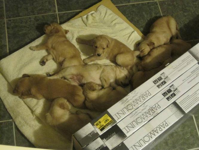 Golden Retriever puppies 550,650,750