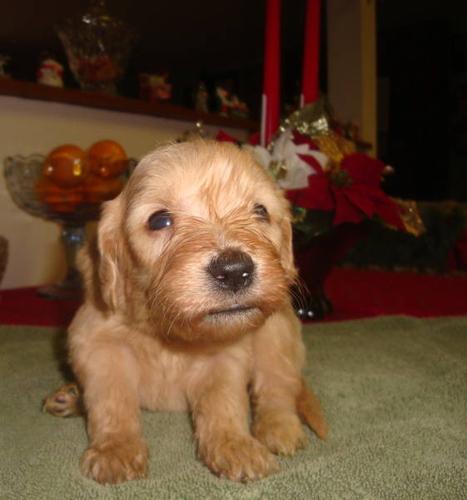 Goldendoodle puppies----Christmas puppies