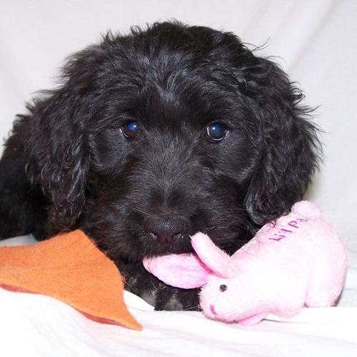 Goldendoodle Puppies - home raised, crate trained, calm, loving