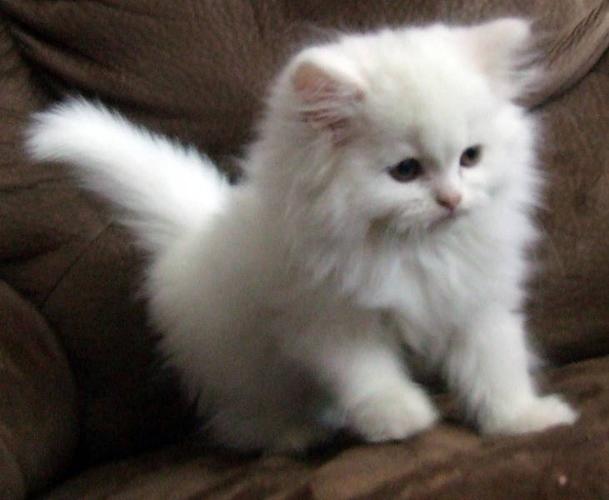 GORGEOUS dollfaced Persian male kitten for sale in London ...