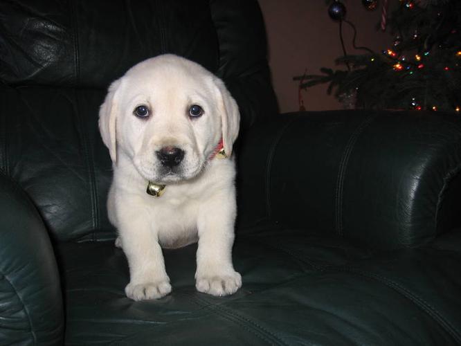 Gorgeous English White Labrador Retriever Puppy for sale ...