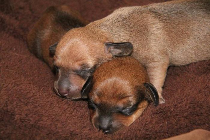 Gorgeous....Mini Dachshund Puppies.Smooth Coat. Ready for Spring