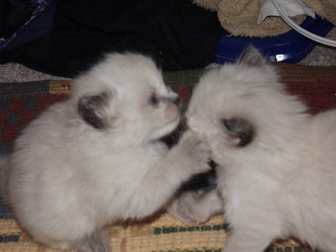 Himilayan kittens
