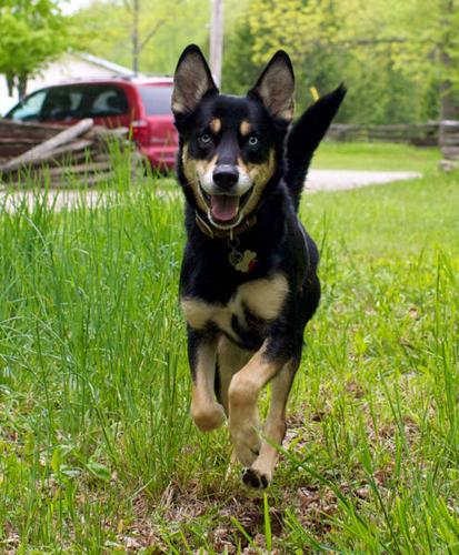 Husky mix dog, free to a good energetic home