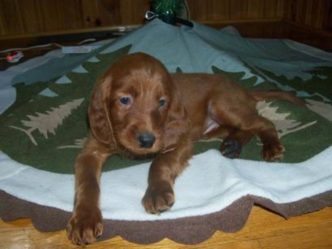 IRISH SETTER pups - Ready to go for Christmas!