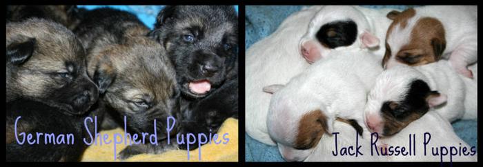 Jack Russell & Germin Shepherd Puppies...2 seperate litters