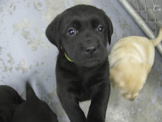 LAB PUPS, PURE BRED ENGLISH BLACK LABS.. READY TO GO..