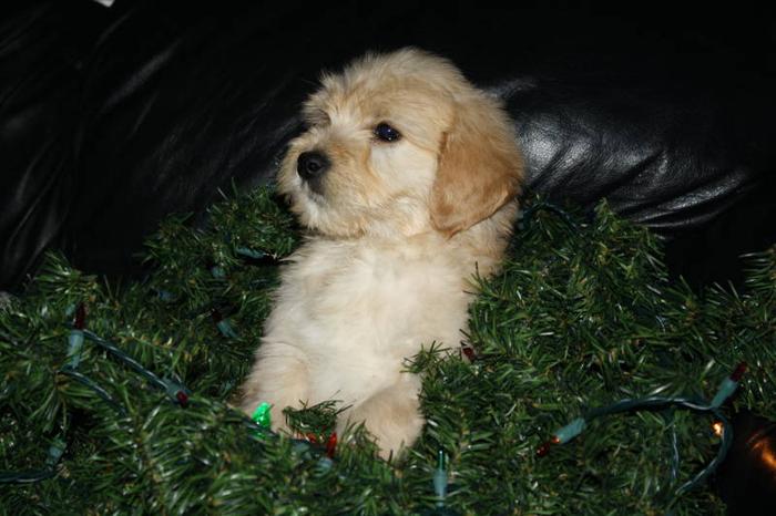Midi Goldendoodles ready for homes now! From reputable breeder!!