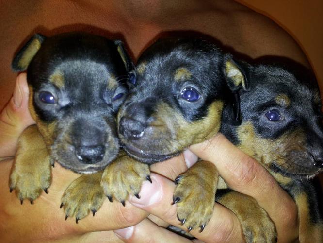 Min Pin Puppies for sale