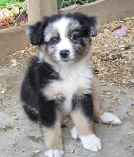 Mini Aussie Puppies for sale in Midland, Ontario - Nice Pets Online