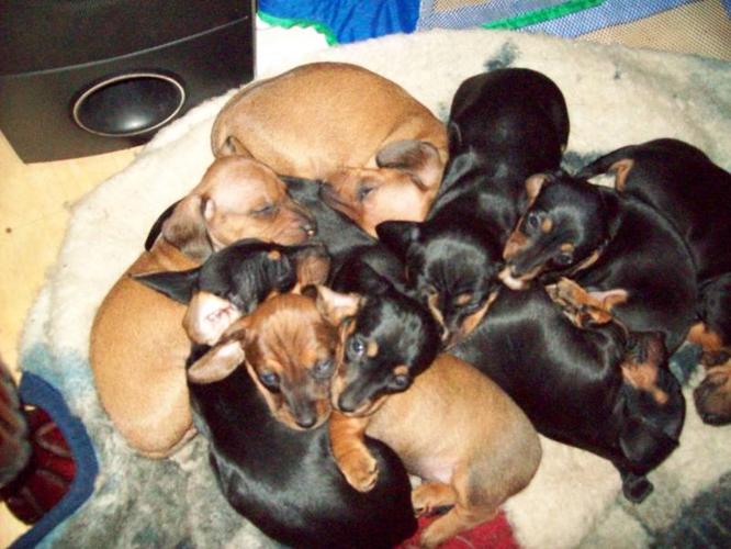 mini doxie puppies for sale