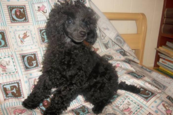 Miniature and Toy Poodle Puppies