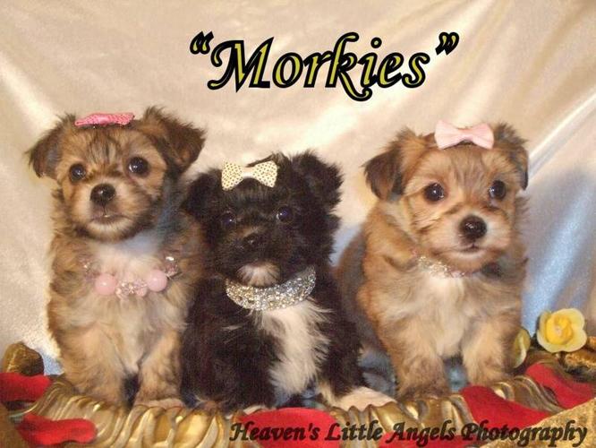 Morkie Puppies
