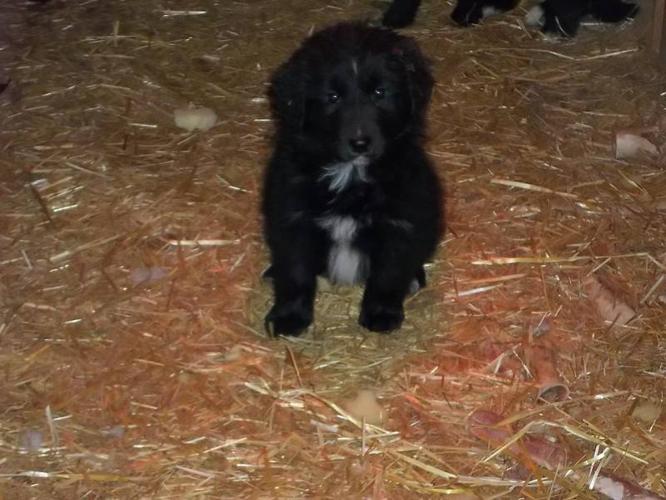 NEWFOUNDLAND BORDER COLLIE CROSS PUPPIES for sale in