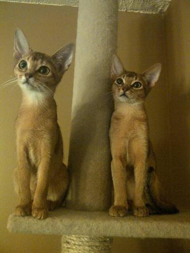 NOUVELLELUNE Abyssinians: Purebred, Ruddy Abyssinian ...