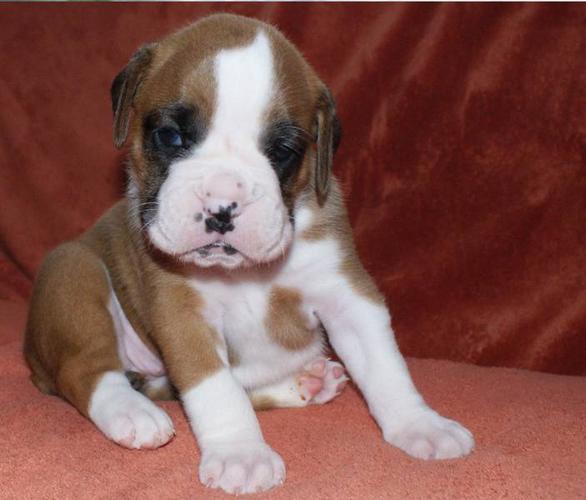 Only 3 Adorable Boxer Puppies Left!