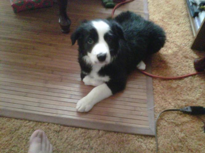 Perfect christmas gift! Male border collie puppy!