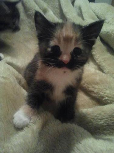 *~Polydactyl Female Kitten Ready For Home!~*