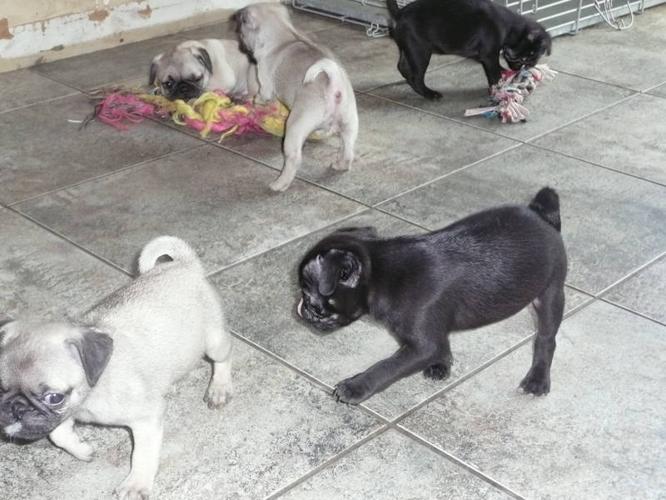 PUG PUPPIES, GOING, GOING AND ALMOST GONE, BLACK OR FAWN