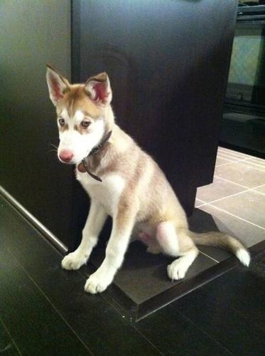 Pure bred siberian husky puppy for sale ASAP
