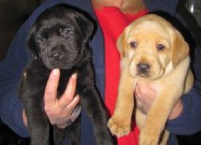 Pure Lab Puppies - Ready to go