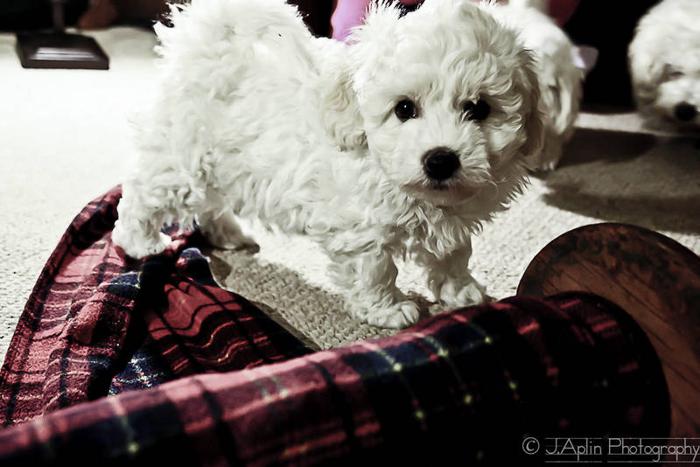 Purebred Bichon Frise Puppies For Sale In Wellesley Ontario
