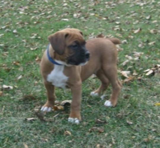 **Purebred Boxer Puppies** ONLY 3 LEFT!!