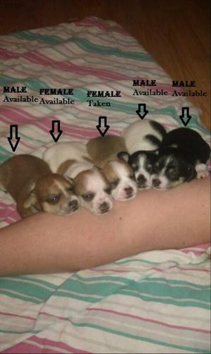 Purebred Chihuahua pups for sale