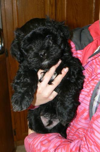 Purebred Havanese Puppies for Sale Ready for Homes NOW