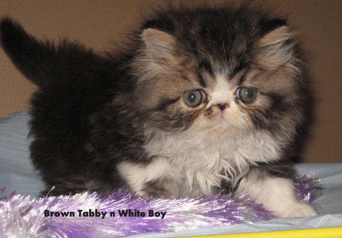 Purebred Registered Persian Kittens