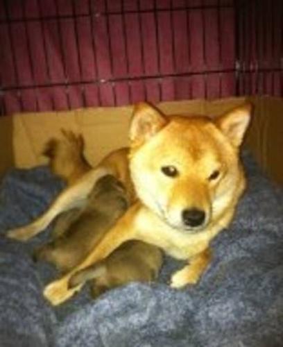 Purebred Shiba Inu & Purebred Pug (Pug Inu) Mom & Dad Pics Also