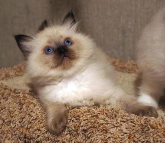 Purebred TICA Ragdoll Kittens for sale in Nanton, Alberta - Nice Pets ...