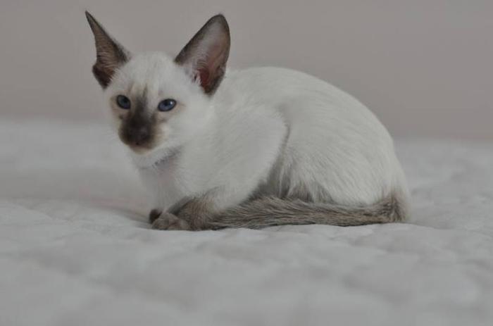Purebreed Siamese kittens for adoption