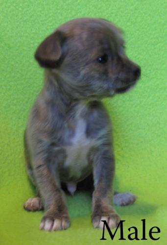 Rare Colored Male Chihuahua Puppy - Price Reduced!!!