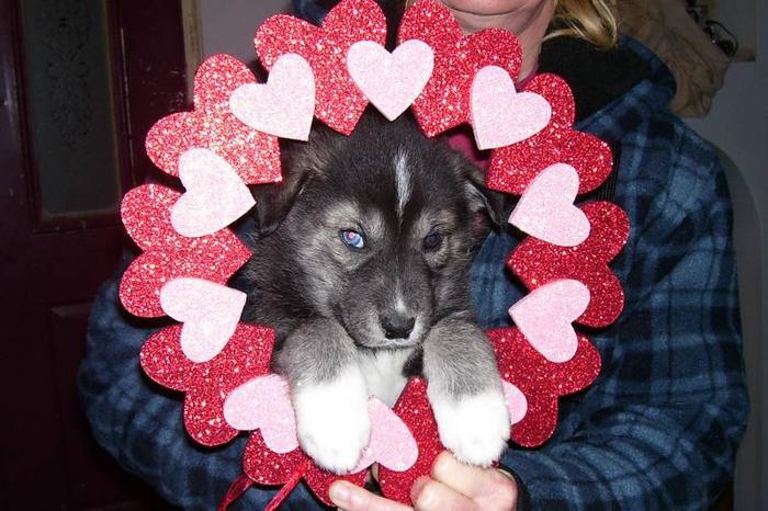 ****Ready Feb 14 * Valentines Day***** 1 male available